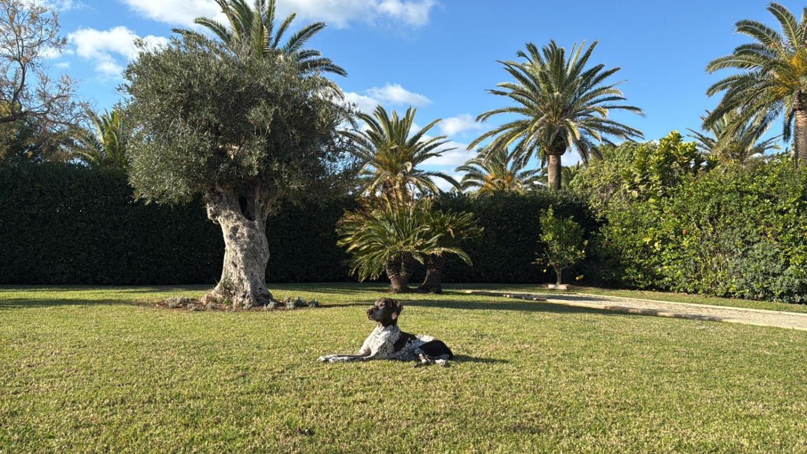 La Calma Espectacular Villa Con Jardin Y Piscina En Menorca S'Algar Exterior foto
